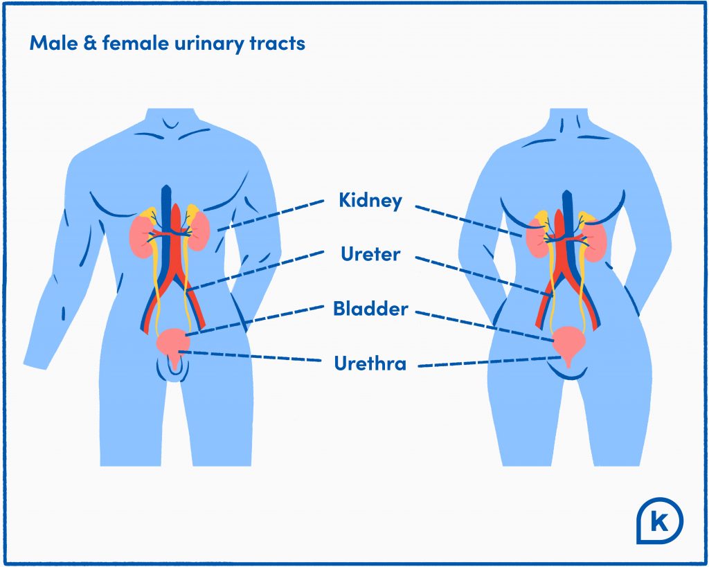 diagram of urinary tract in a male and a female
