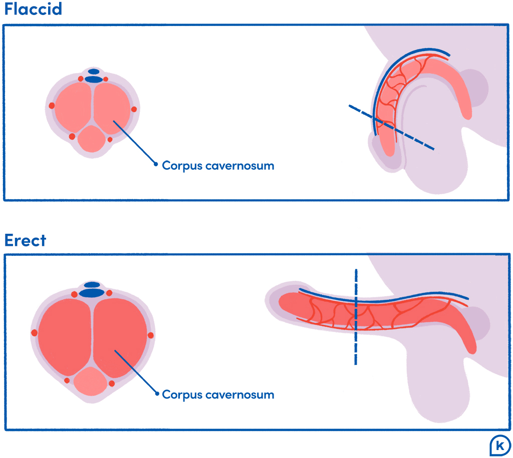 what causes an erection